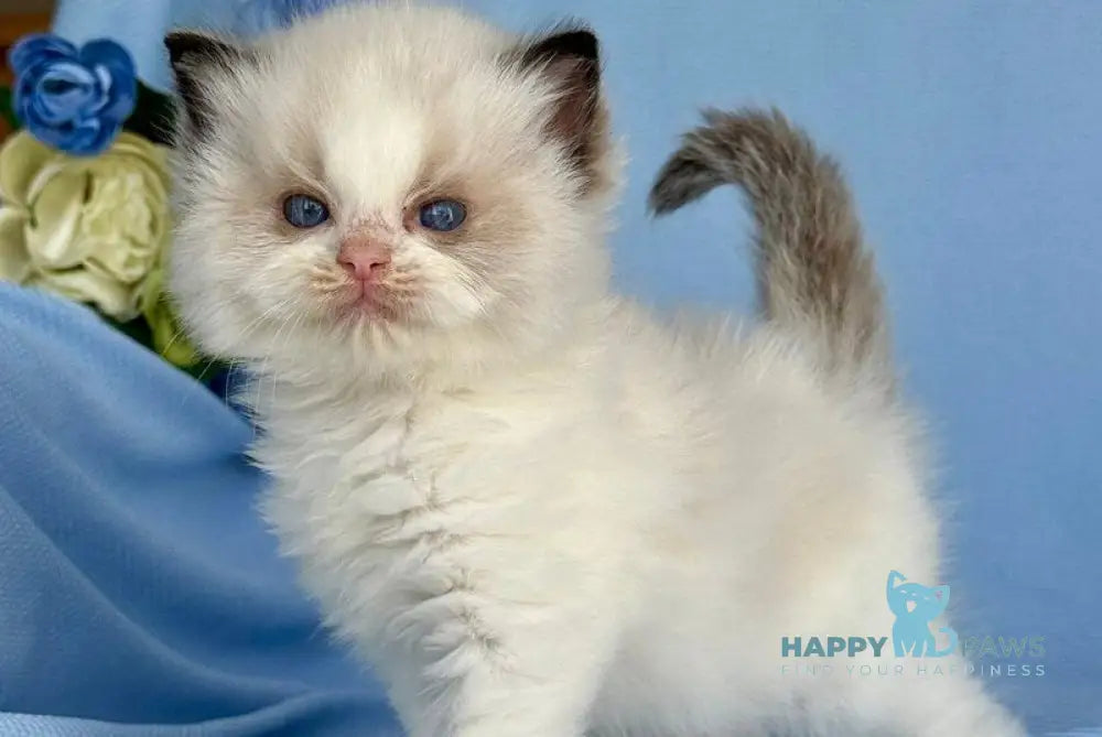 Alice Ragdoll female black bicolour live animals