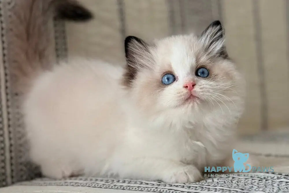 Alice Ragdoll female black bicolour live animals