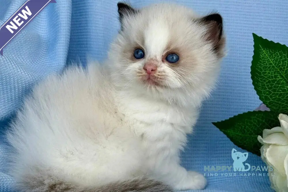 Alice Ragdoll female black bicolour live animals