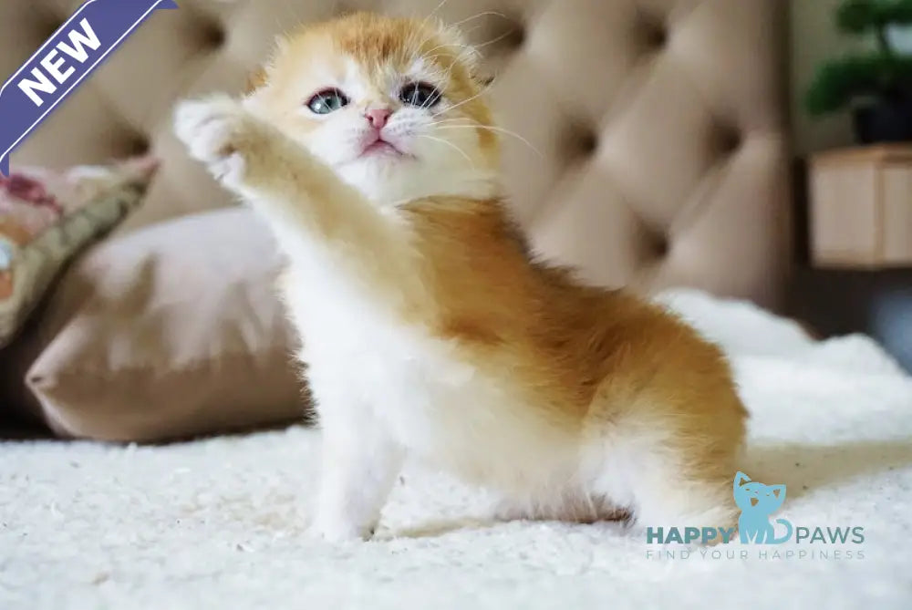 Alice Scottish Fold female black golden chinchilla live animals