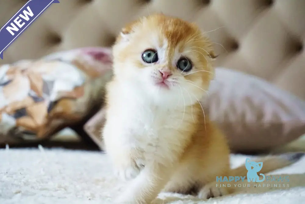 Alice Scottish Fold female black golden chinchilla live animals