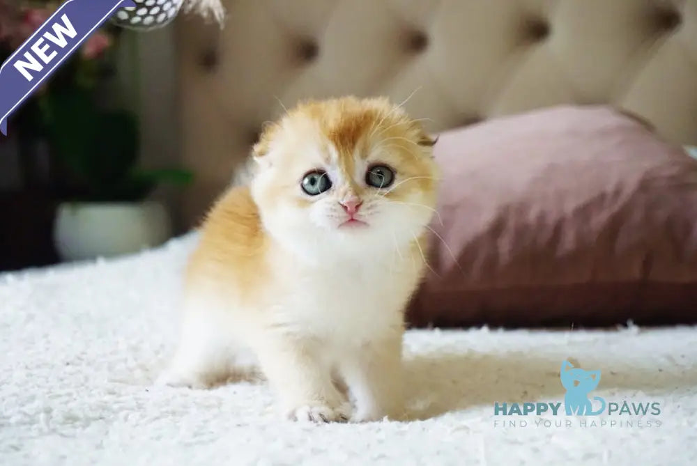 Alice Scottish Fold female black golden chinchilla live animals