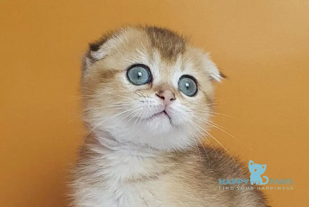 Alice Scottish Fold female black golden ticked tabby live animals