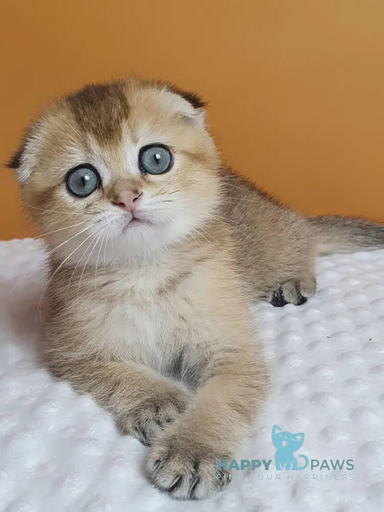 Alice Scottish Fold female black golden ticked tabby live animals