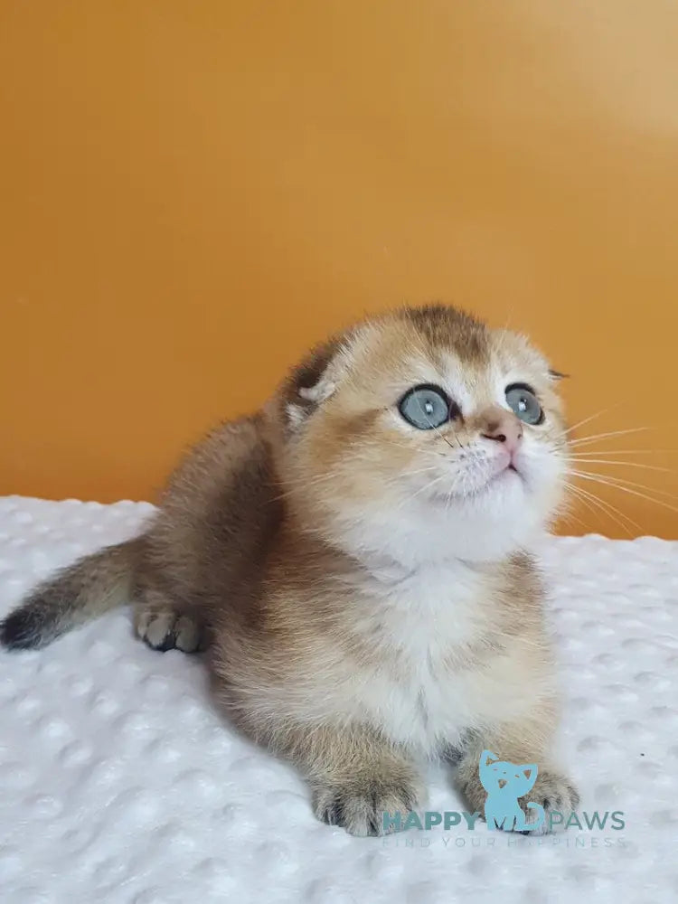 Alice Scottish Fold female black golden ticked tabby live animals