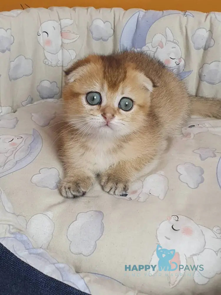 Alice Scottish Fold female black golden ticked tabby live animals