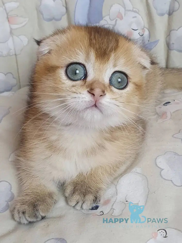 Alice Scottish Fold female black golden ticked tabby live animals