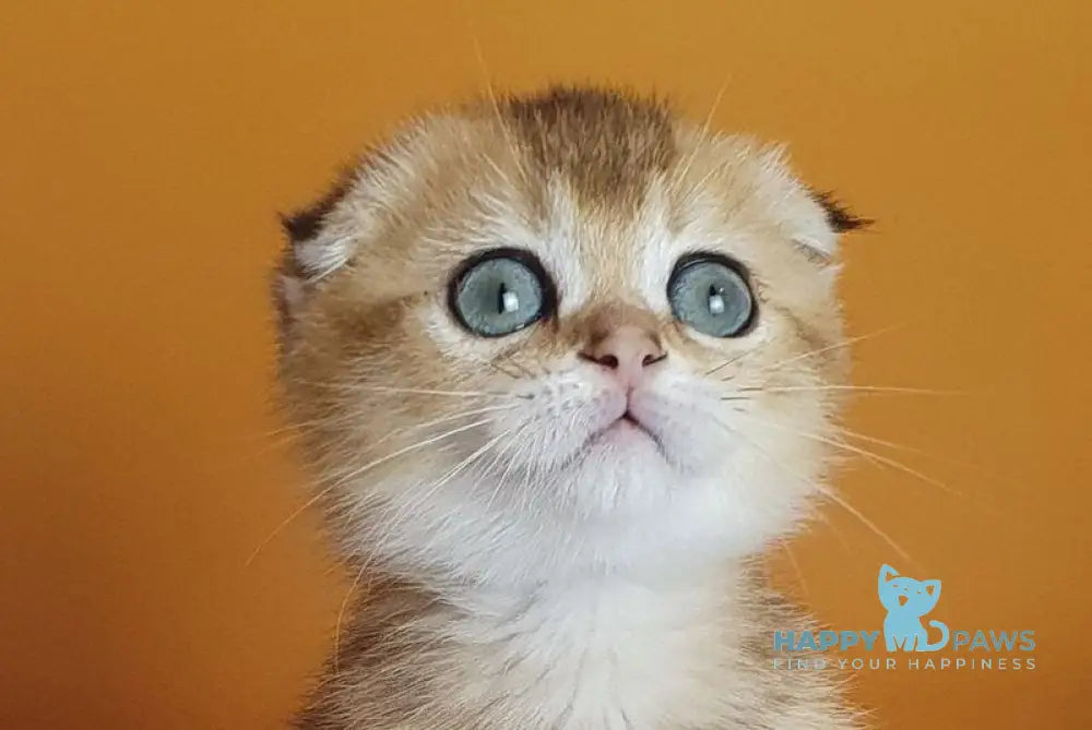 Alice Scottish Fold female black golden ticked tabby live animals