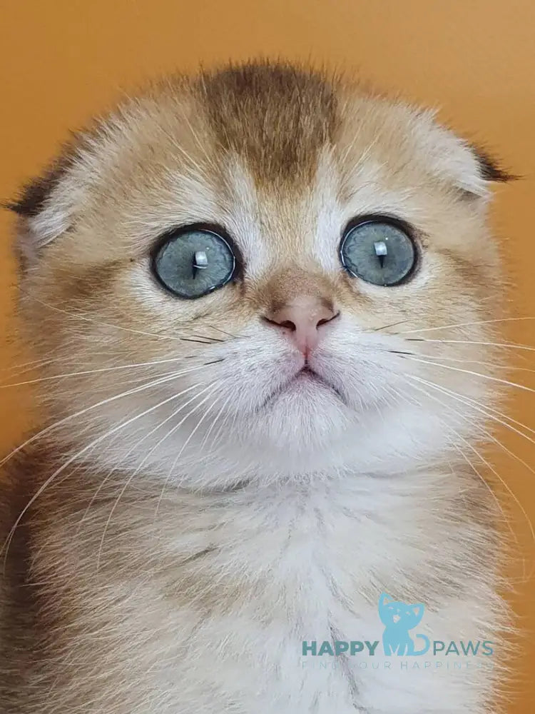 Alice Scottish Fold female black golden ticked tabby live animals