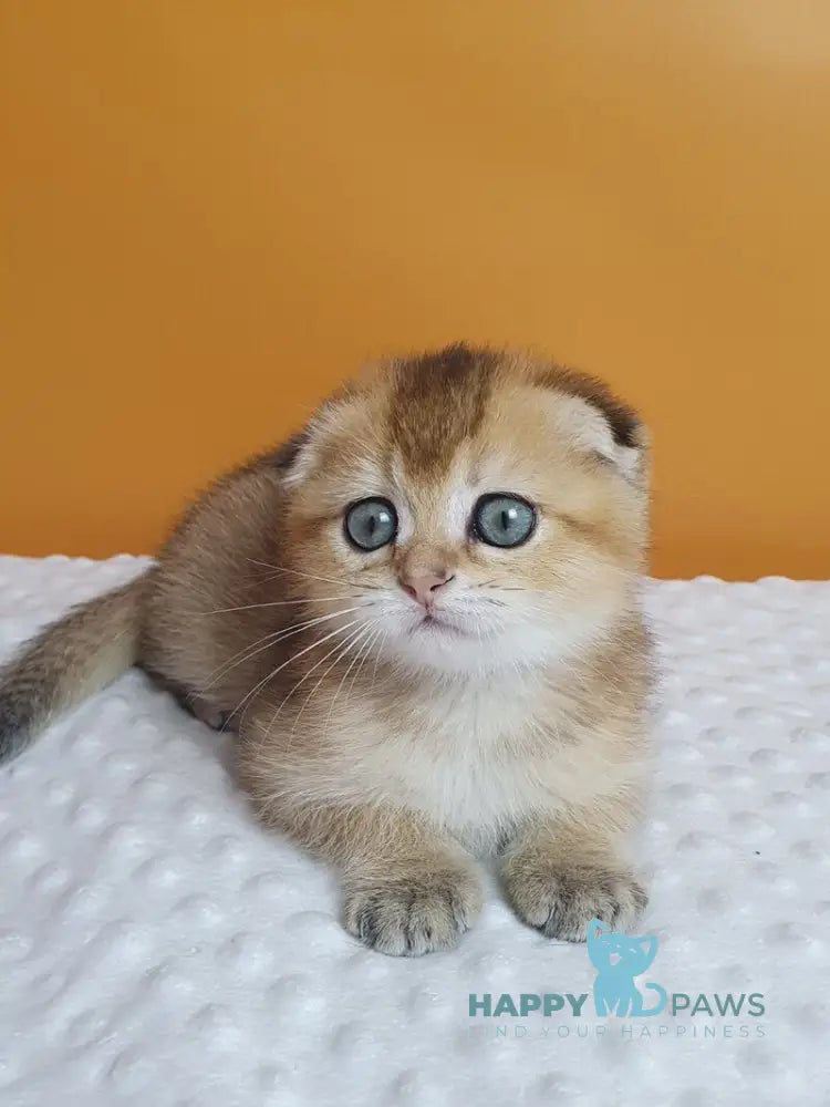 Alice Scottish Fold female black golden ticked tabby live animals