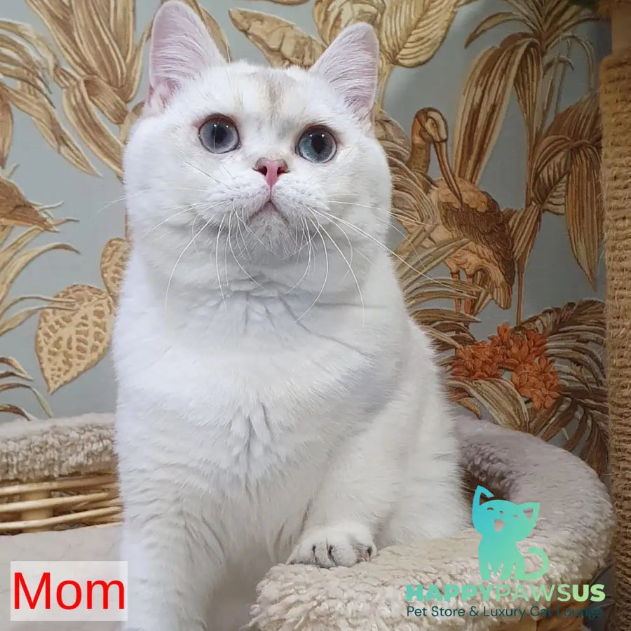 Alice Scottish Straight female black golden shaded - live animals