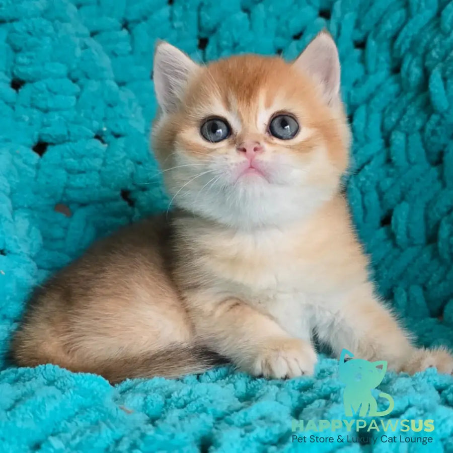 Alice Scottish Straight female black golden shaded - live animals