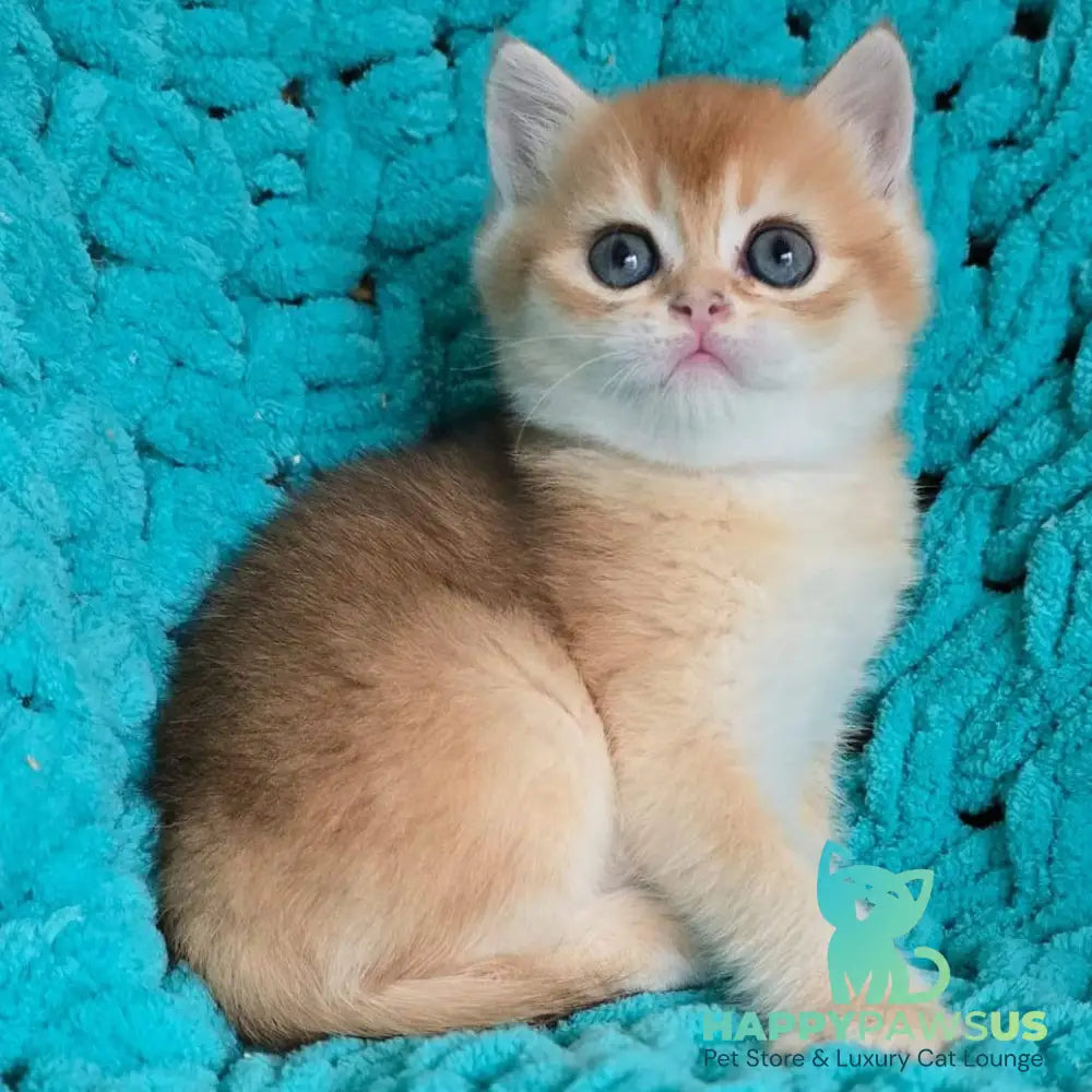 Alice Scottish Straight female black golden shaded - live animals