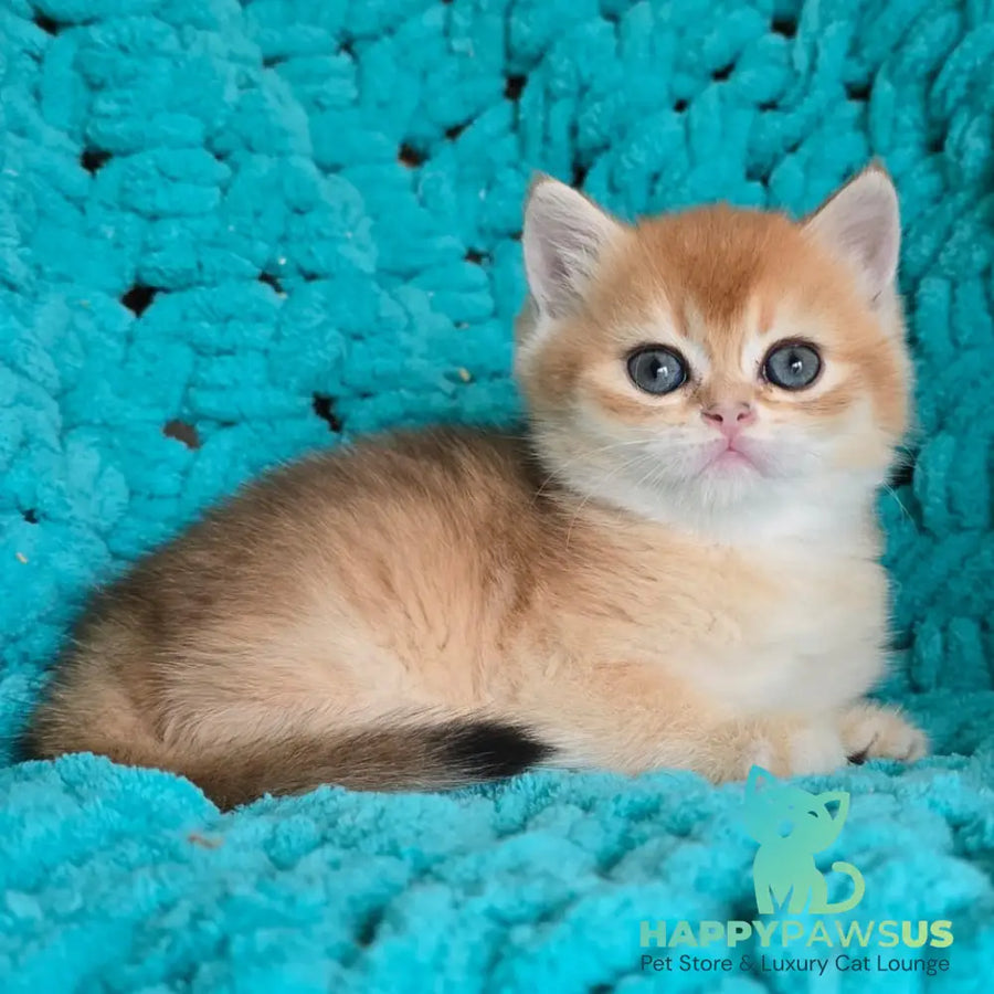 Alice Scottish Straight female black golden shaded - live animals