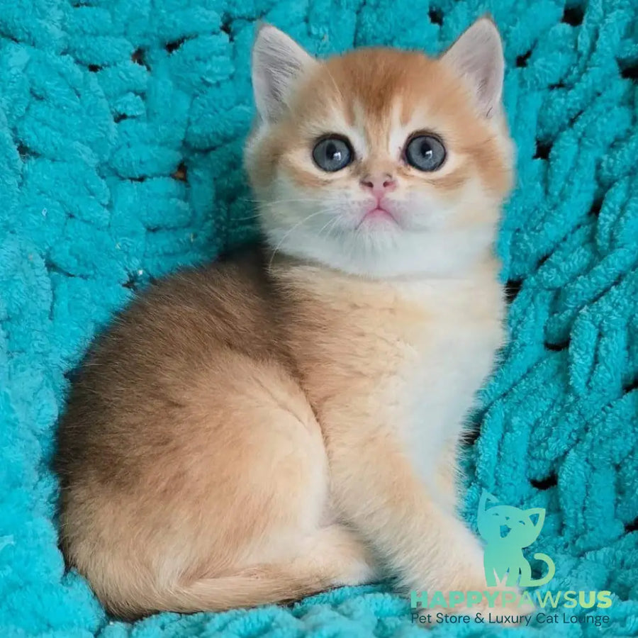 Alice Scottish Straight female black golden shaded - live animals