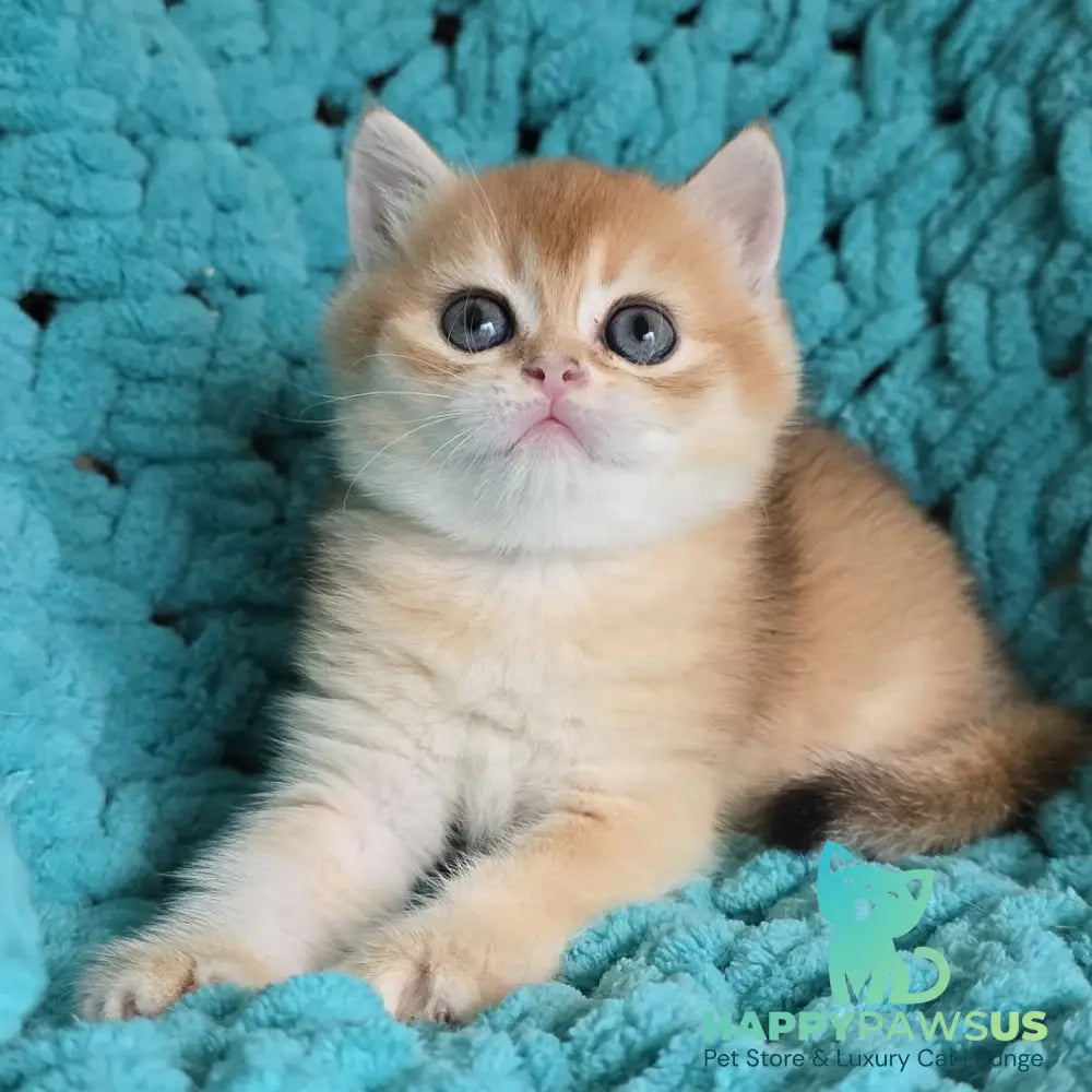 Alice Scottish Straight female black golden shaded - live animals
