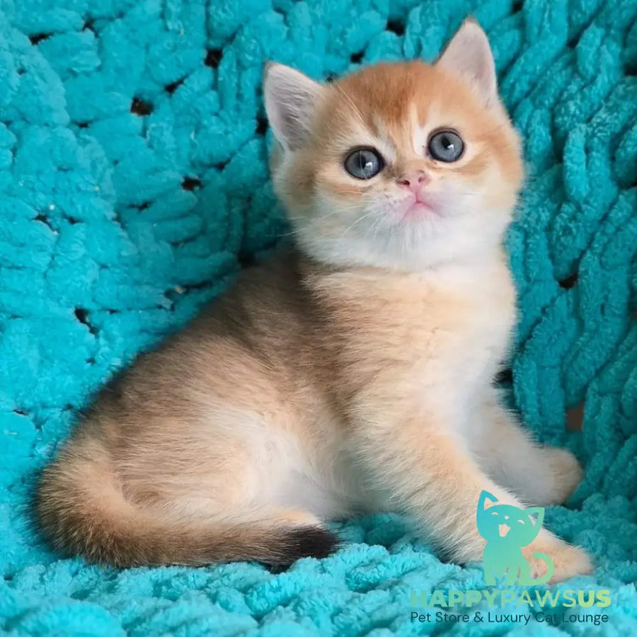 Alice Scottish Straight female black golden shaded - live animals