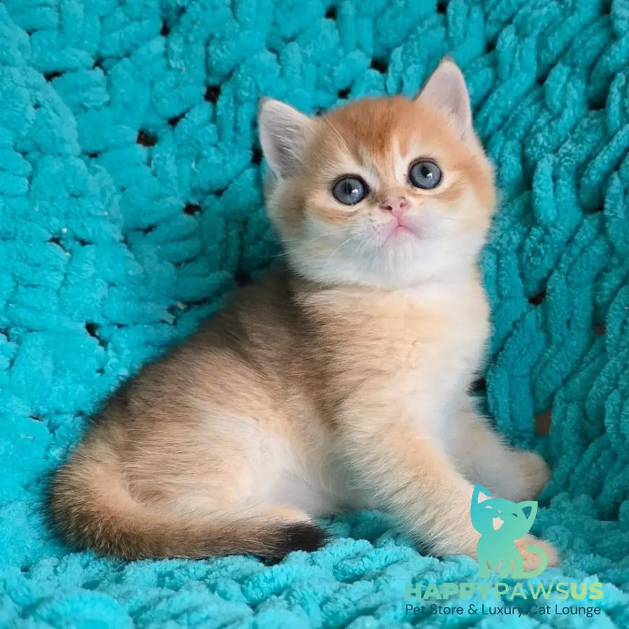 Alice Scottish Straight female black golden shaded - live animals