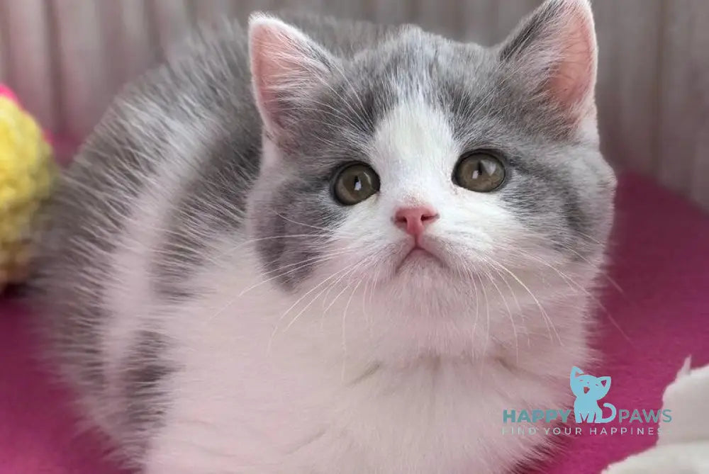 Alice Scottish Straight female blue bicolour live animals