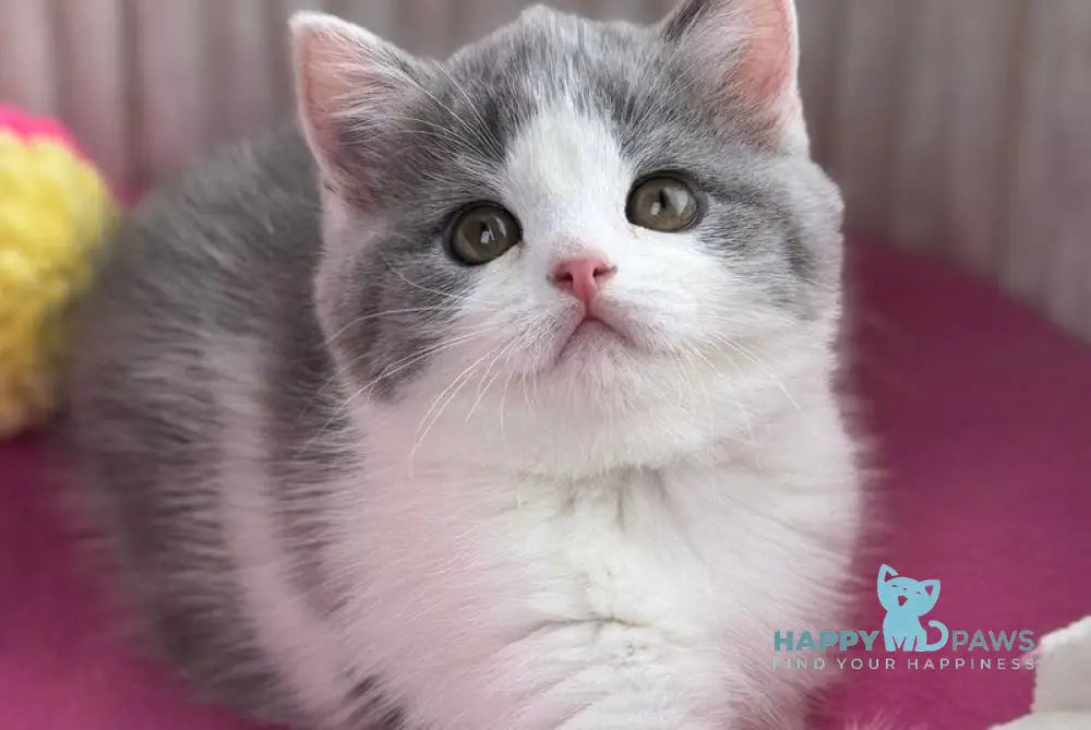 Alice Scottish Straight female blue bicolour live animals