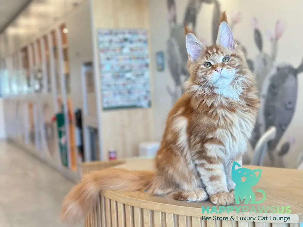 Alien Maine Coon male red tabby live animals