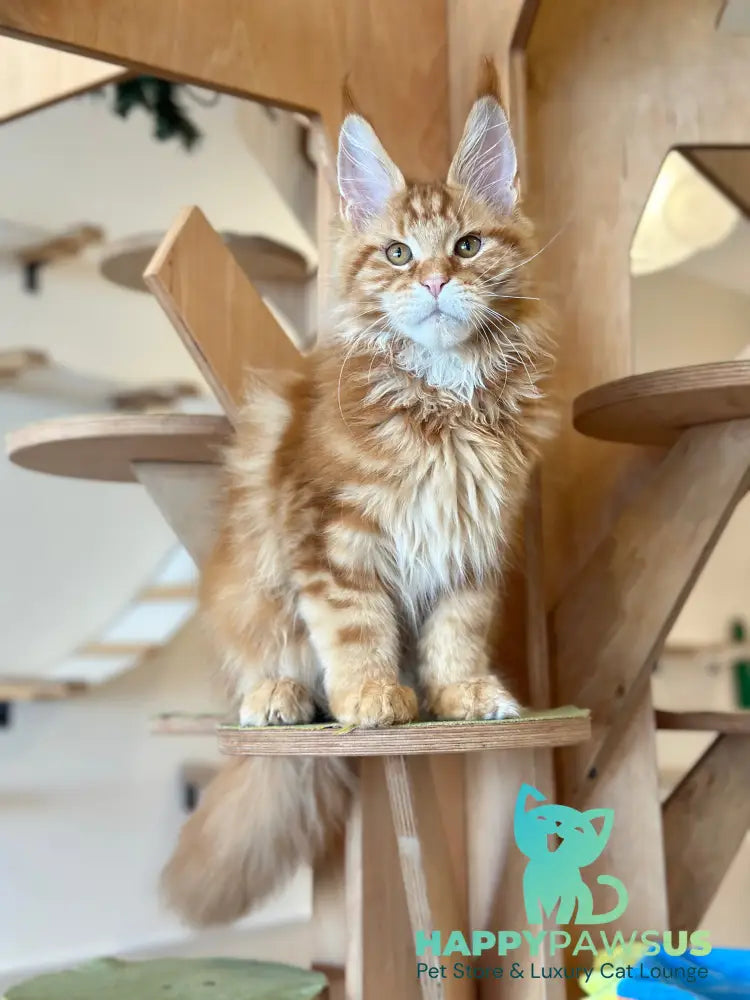 Alien Maine Coon male red tabby live animals