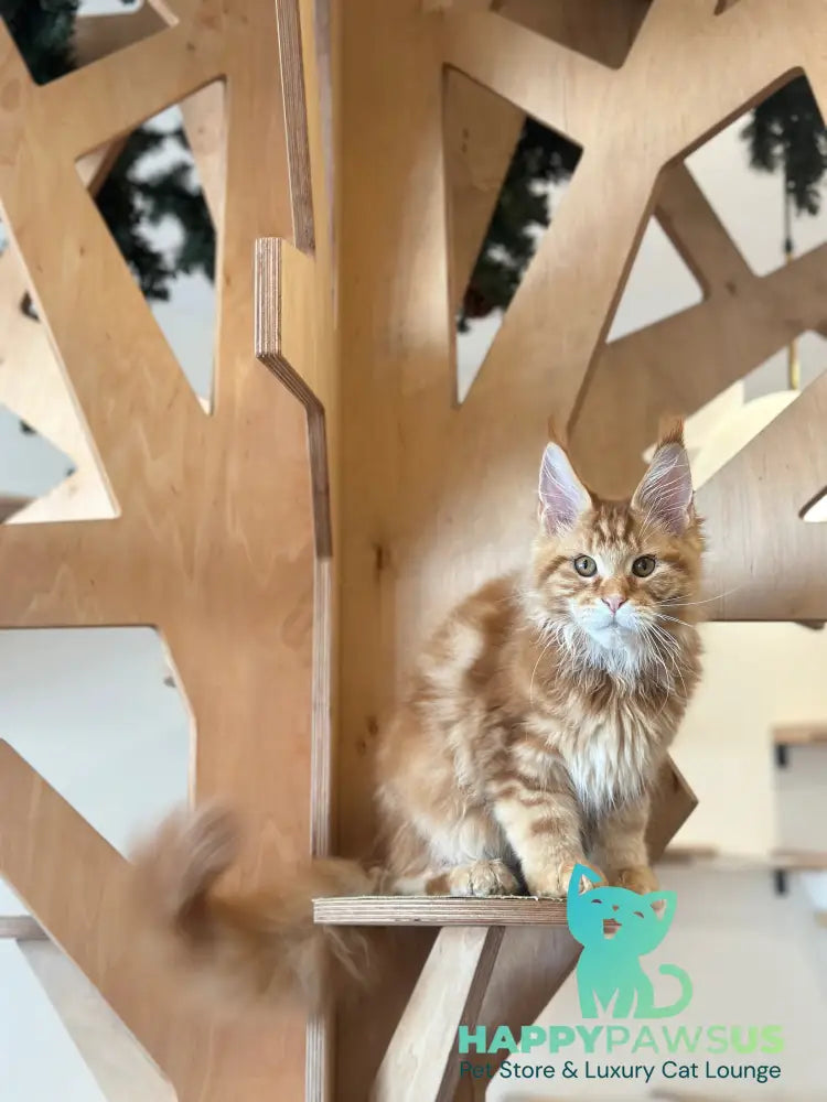 Alien Maine Coon male red tabby live animals