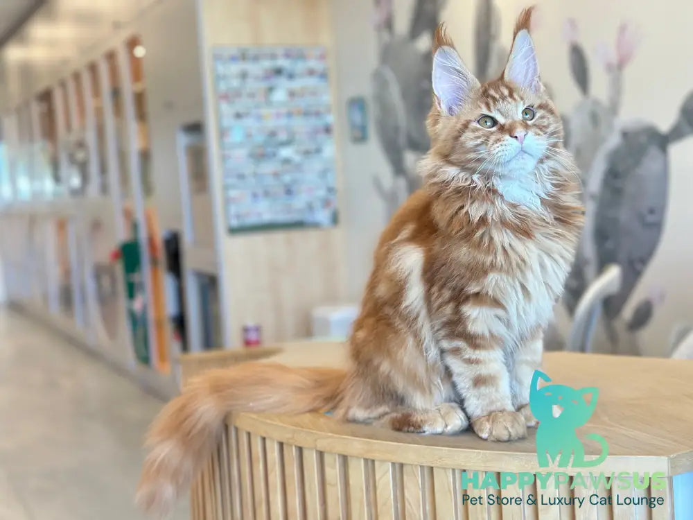 Alien Maine Coon male red tabby live animals