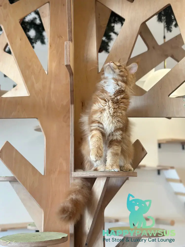 Alien Maine Coon male red tabby live animals