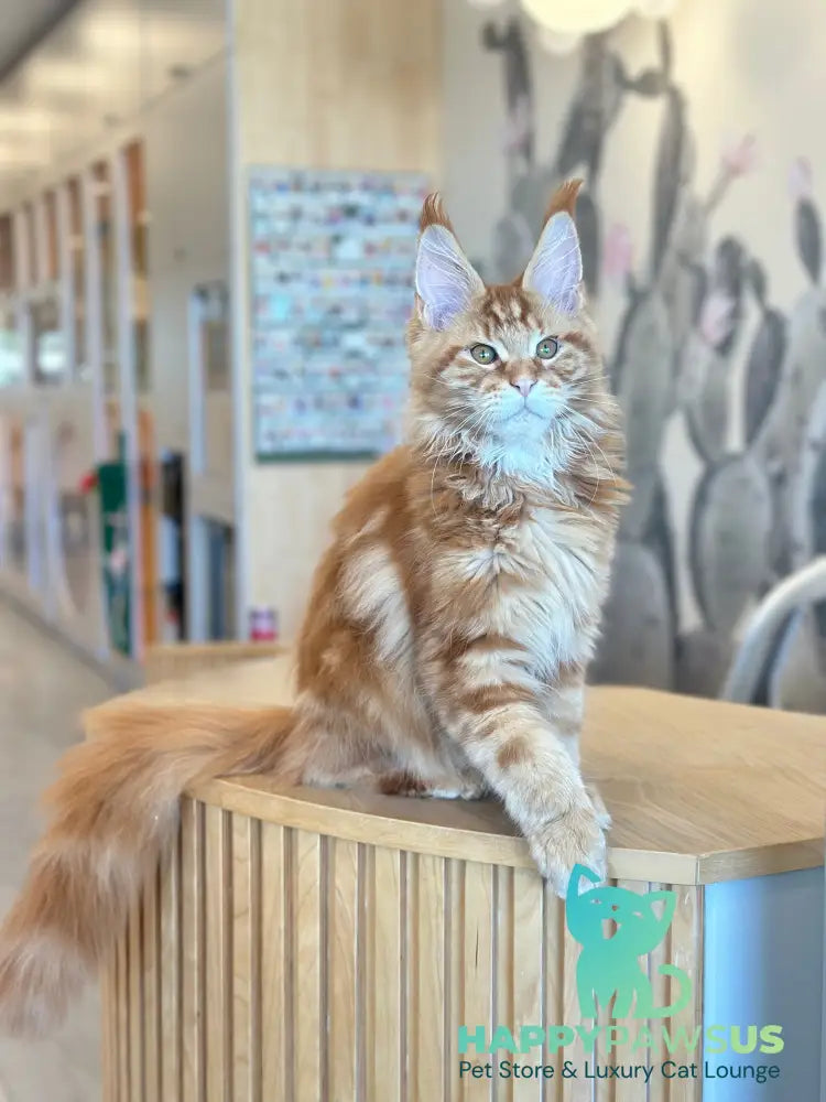 Alien Maine Coon male red tabby live animals