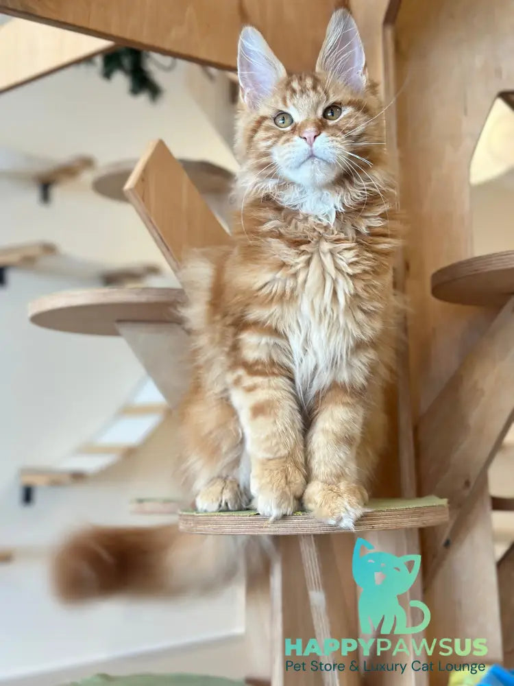 Alien Maine Coon male red tabby live animals