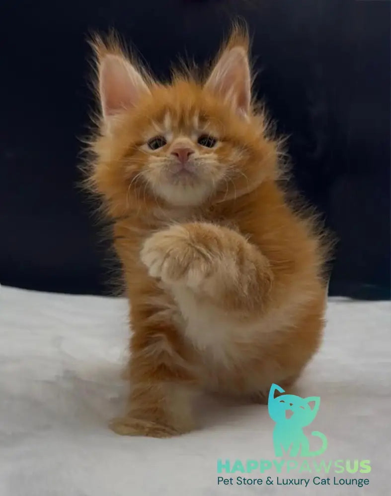 Alin Maine Coon male red tabby live animals