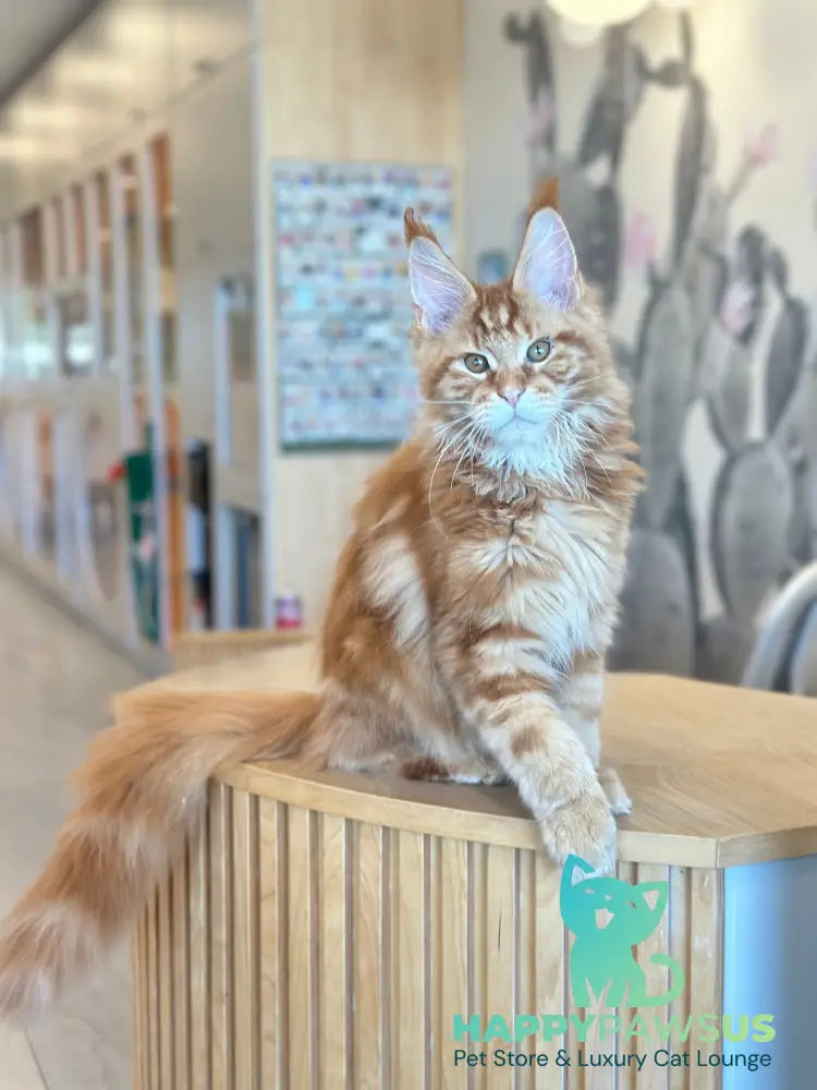 Alien Maine Coon male red tabby live animals
