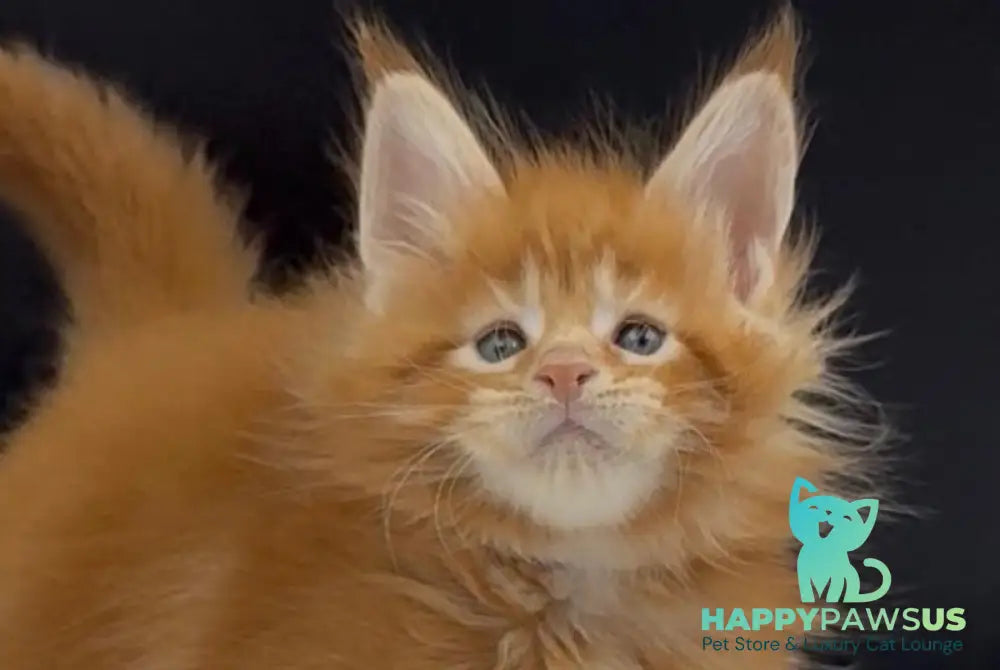 Alin Maine Coon male red tabby live animals