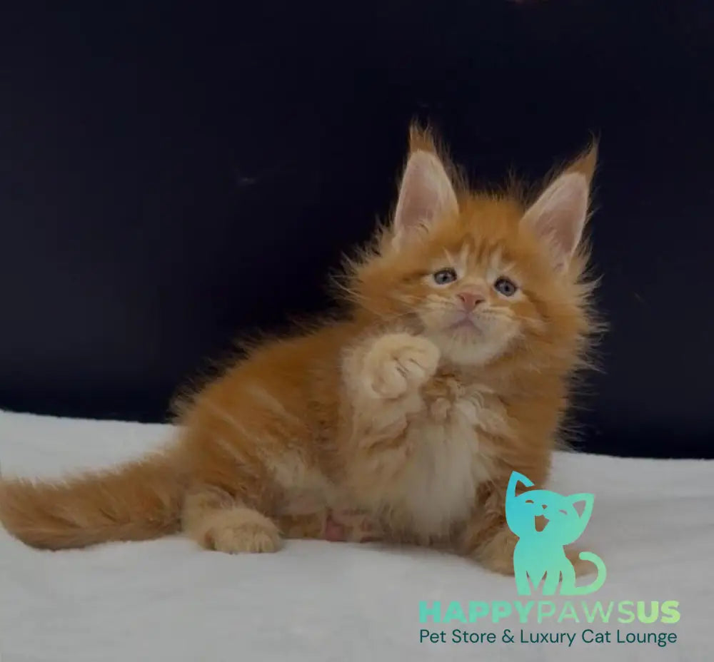 Alin Maine Coon male red tabby live animals