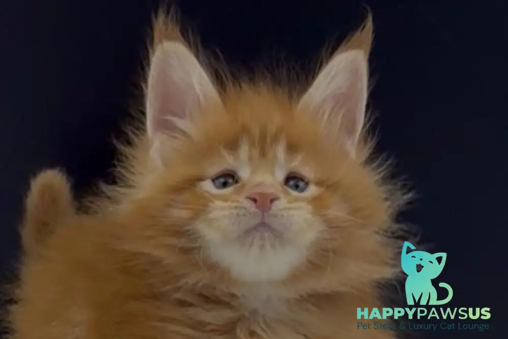Alin Maine Coon male red tabby live animals
