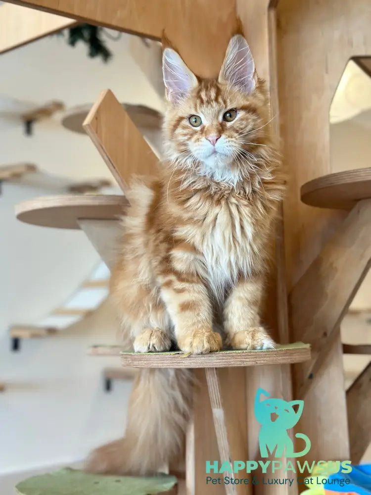 Alien Maine Coon male red tabby live animals