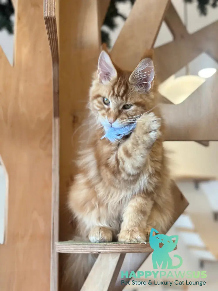 Alien Maine Coon male red tabby live animals