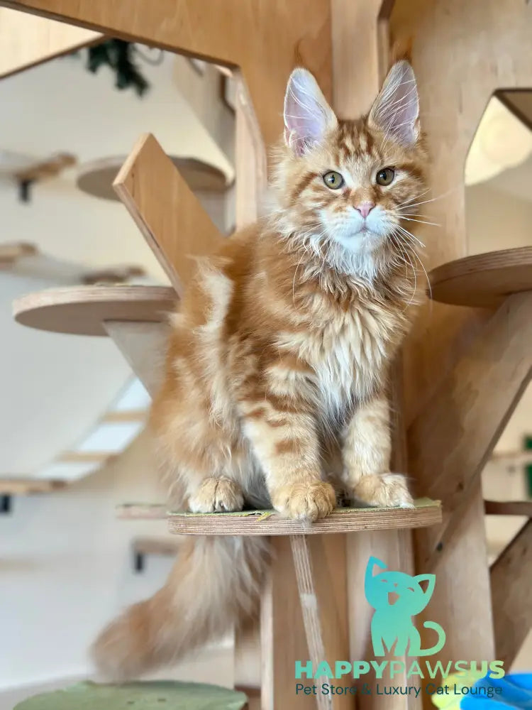 Alien Maine Coon male red tabby live animals