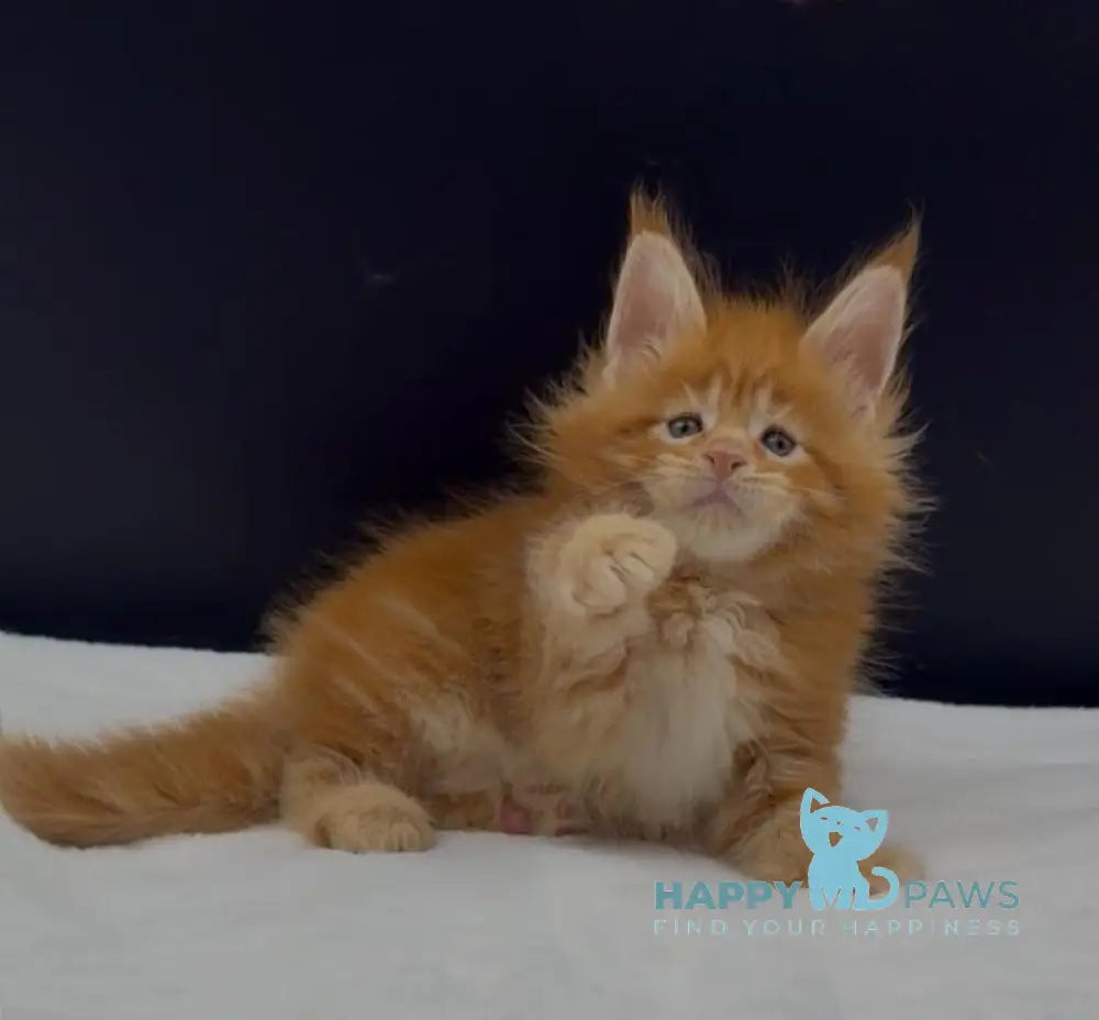 Alin Maine Coon male red tabby live animals