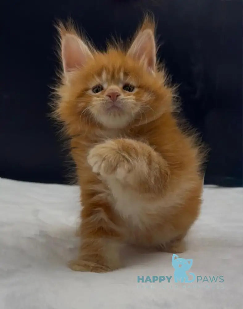 Alin Maine Coon male red tabby live animals