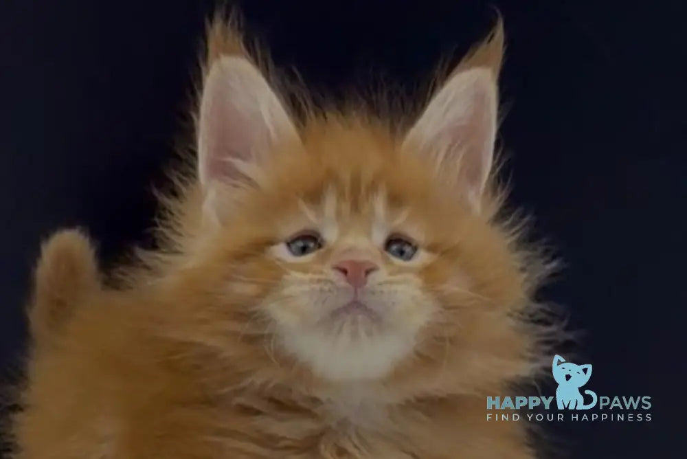 Alin Maine Coon male red tabby live animals