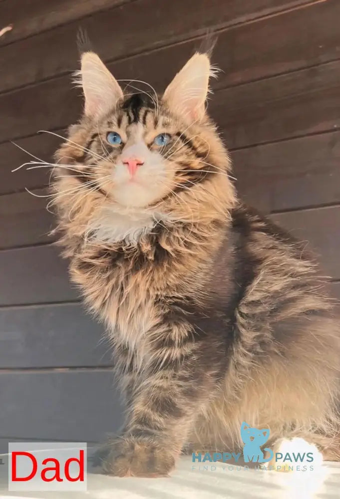 Alin Maine Coon male red tabby live animals