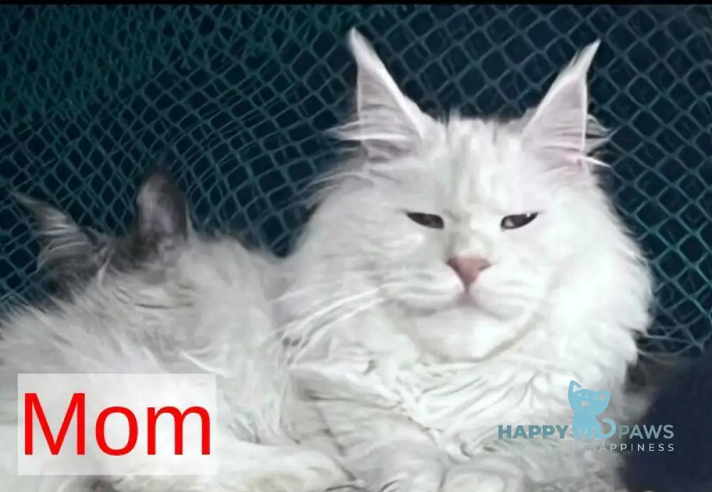 Alin Maine Coon male red tabby live animals