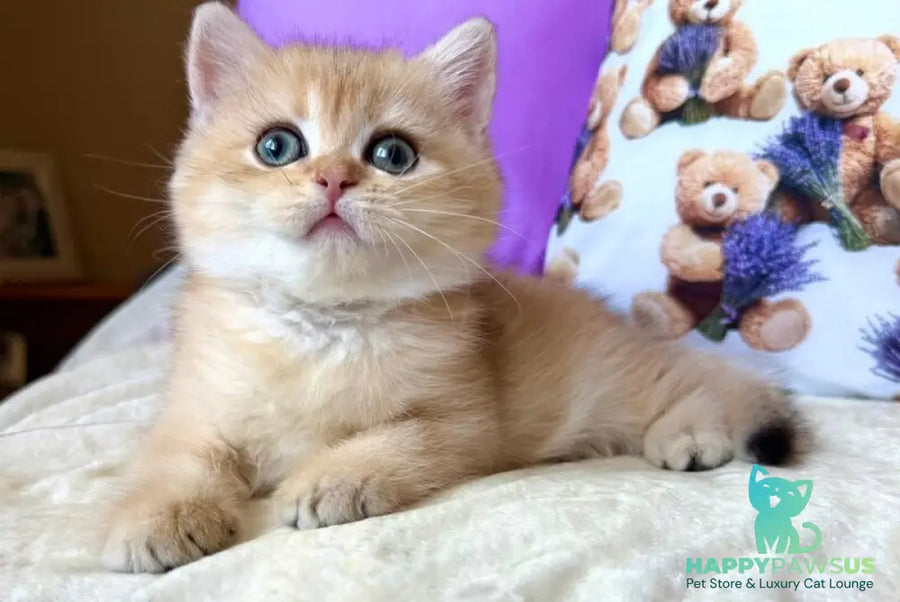 Alina British Shorthair female black golden chinchilla - live animals