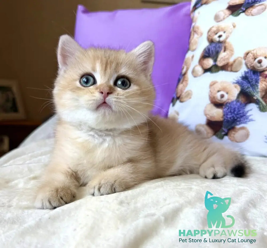 Alina British Shorthair female black golden chinchilla - live animals