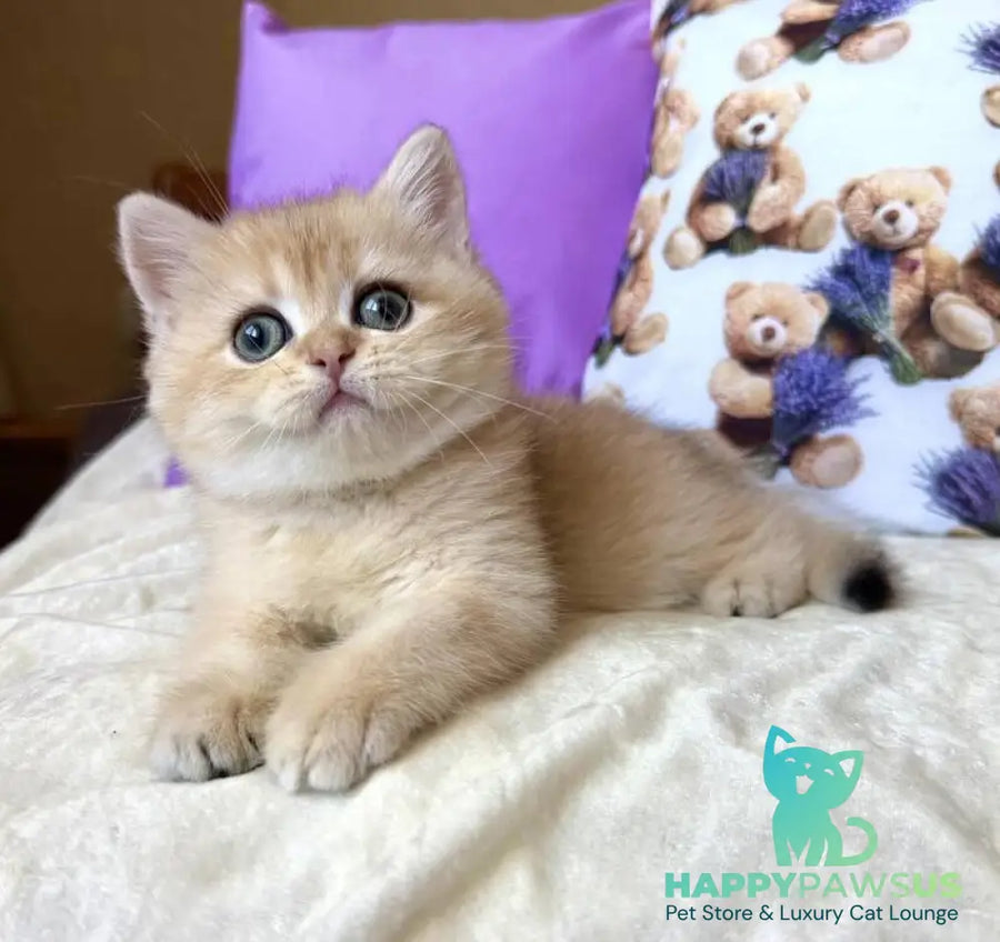 Alina British Shorthair female black golden chinchilla - live animals