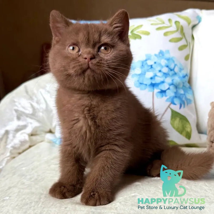 Alina British Shorthair female cinnamon - live animals