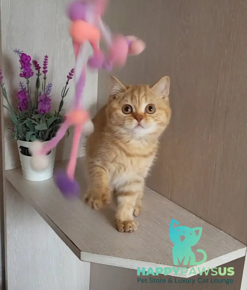 Alina British Shorthair female cinnamon - live animals