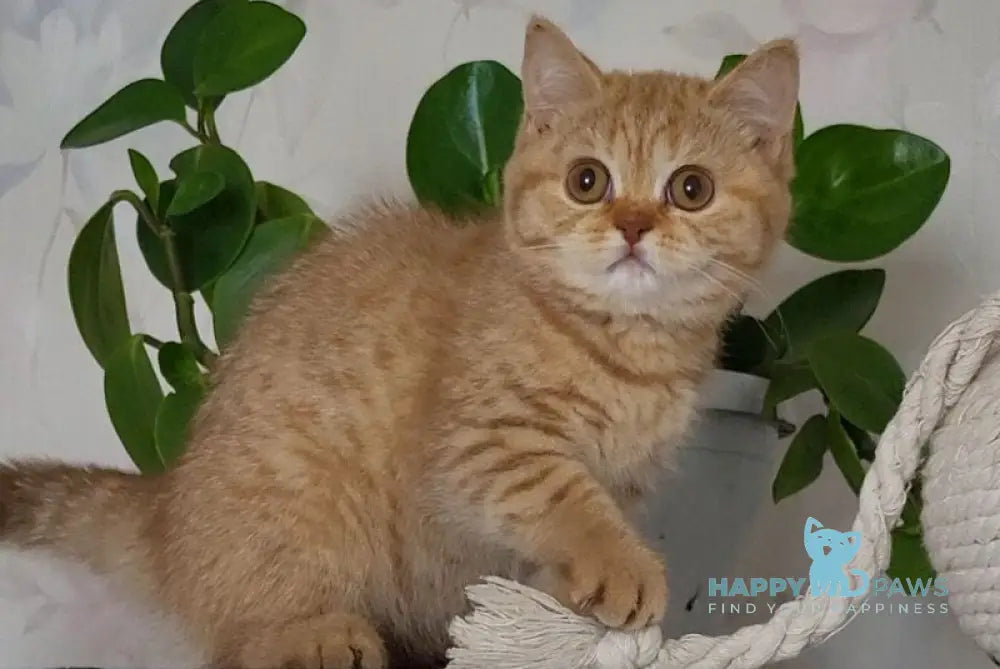 Alina British Shorthair female cinnamon - live animals